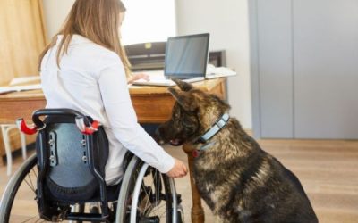 International Assistance Dog Week