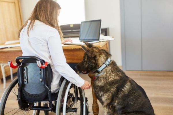 A lady in a wheel chair with an assistance dog next to her.